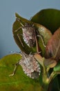 Brown marmorated stink bug (Halyomorpha halys) Royalty Free Stock Photo